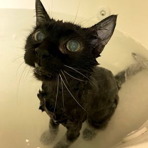 Meet my fur babies ♥️